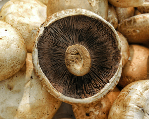 Champignons